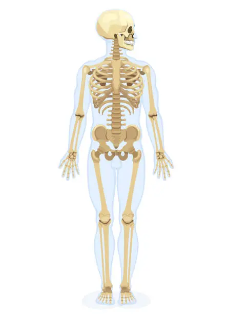 Vector illustration of Male Human skeleton. Front view. Human Skull Lateral View.