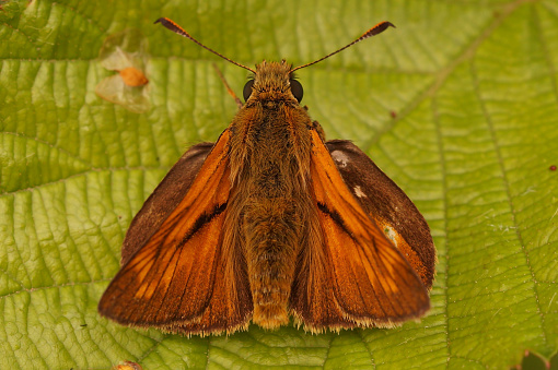 Natural closeup on a European Large skipper butterfly ,Ochlodes sylvanus sitting on a green leaf