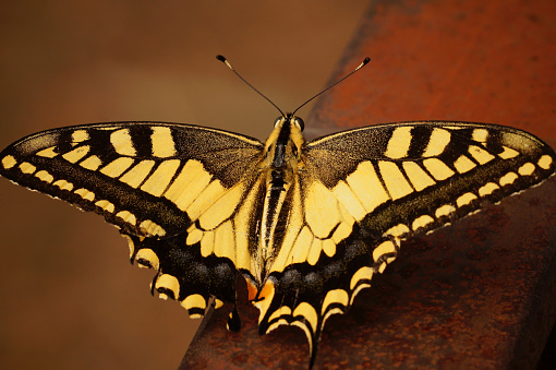 Natural closeup on a colorful European Swallowtail Butterfly, Papilio machaon, with spread wings