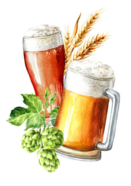 light beer and fresh green hops and ears of wheat and barley. hand drawn watercolor illustration isolated on white background - mug beer barley wheat stock illustrations