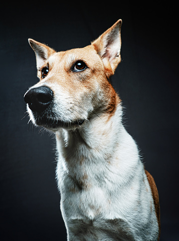 Dog portrait in studio.