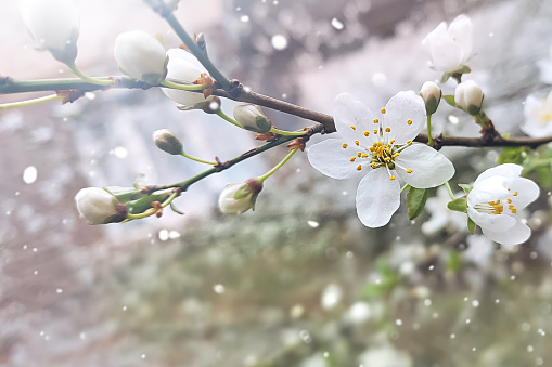 Delicate spring background
