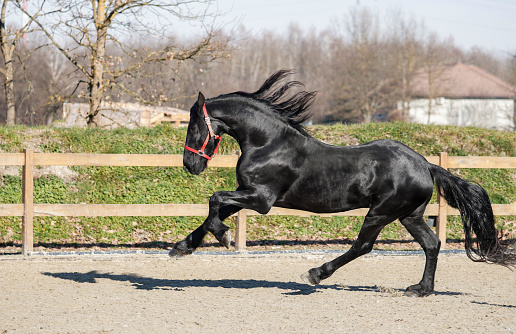 Black friesian horse stallion gallop in paddock