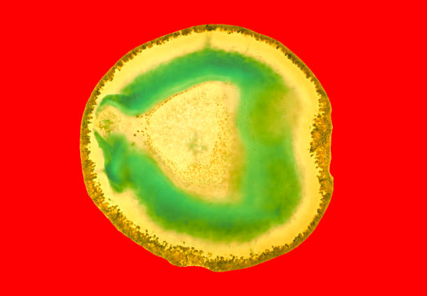 Close-up shooting of a green agate stone mineral surface isolated on white background. Its a macro shot shows nature beautiful details with back lit. Agate is a kind of natural gemstone. Abstract pattern. Good for Wallpaper texture background. Turquoise, green.