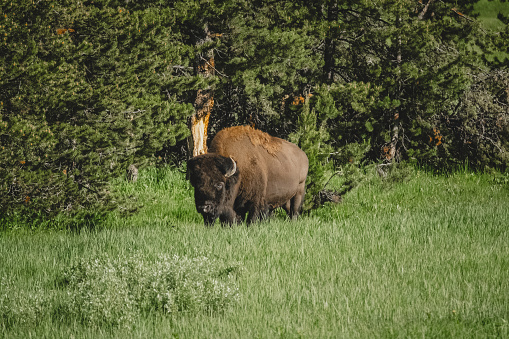 An American bison or buffalo grazing in the wild in Yellowstone National Park.