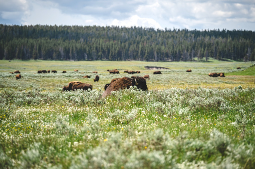 Herds of buffalo or bison resting and grazing in the grasslands of Yellowstone National Park.