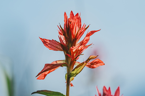 The Wyoming Indian paintbrush flower, growing along the Trout Lake Trail in Yellowstone National Park.