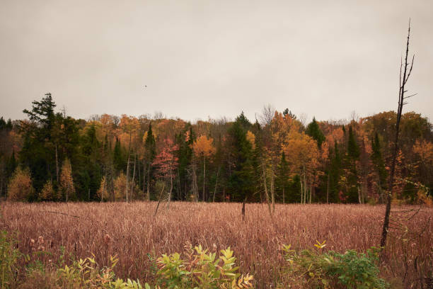 istock Morning on the marsh in autumn 1960396747