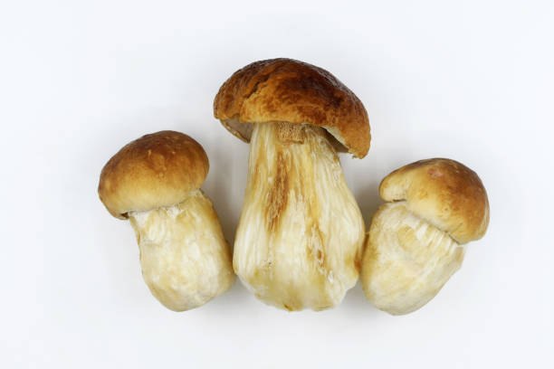 boletus mushrooms - 3681 ストックフォトと画像