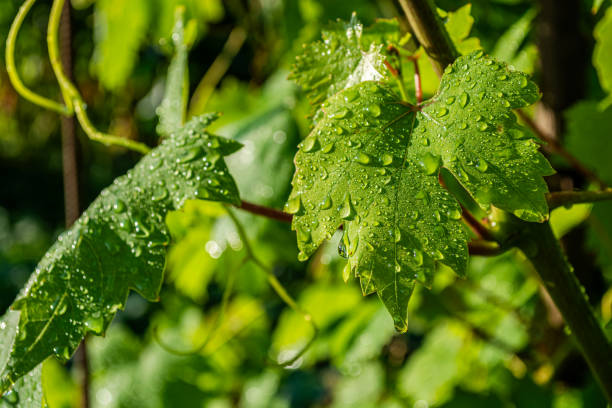 Green grape leaves with water drops close-up after rain in the vineyard. Gardening. Bright sunny summer day.