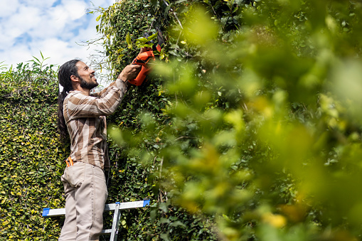 A gardener pruning the pumila climbing bush