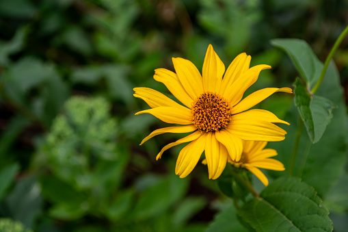 Yellow flowers. Heliopsis, an excellent tall perennial for the backdrop of a flower bed, blooms all summer.