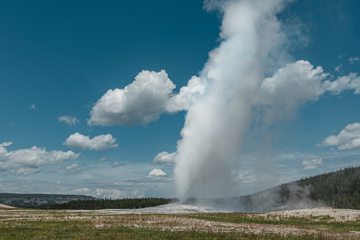 Old Faithful Geyser erupting during the day in Yellowstone National Park.