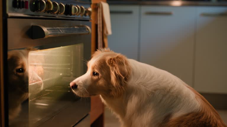 Dog, kitchen and waiting for food hungry or oven or smell cooking for meal, breakfast or snack. Behaviour and border collie or animal pet at apartment appliance for baking aroma, home or nutrition