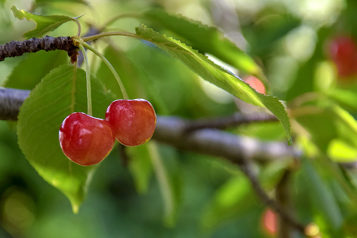 Two ripe pink cherry hanging from branch in orchard. Harvest sweet cherries on tree. Blurred background. Healthy eating. Vegetarian food. Close-up. Selective focus.