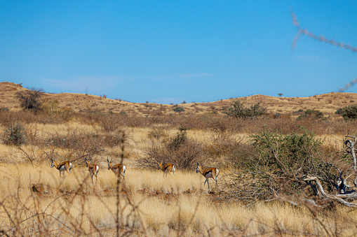 Antelope standing amidst dry grass on a vast plain