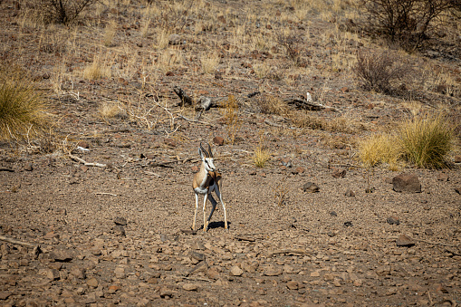 Gazelle standing in desert with grassy hillside in background