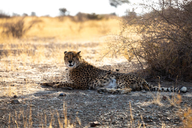 istock the cheetah has been lounging on the ground: Namibia 1960436618