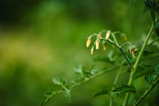 Tomato flowers and buds amongst green leaves in garden