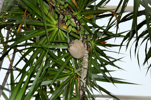 The gray wasp nest on the bush of dracaena marginata in the garden
