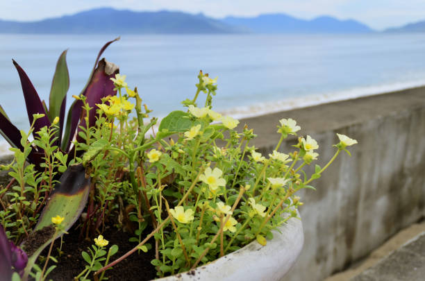 Small green plant in a pot