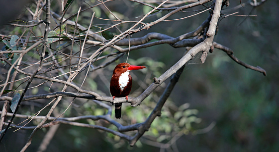 White throated kingfisher perched in the forest