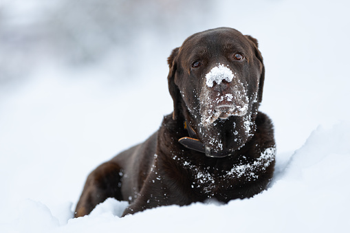 Playful Chocolate Labrador Retriever in Snow Field