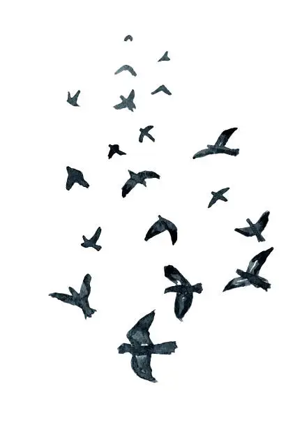 Vector illustration of Flying flock of pigeons, sketch. Hand drawn watercolor illustration isolated on white background