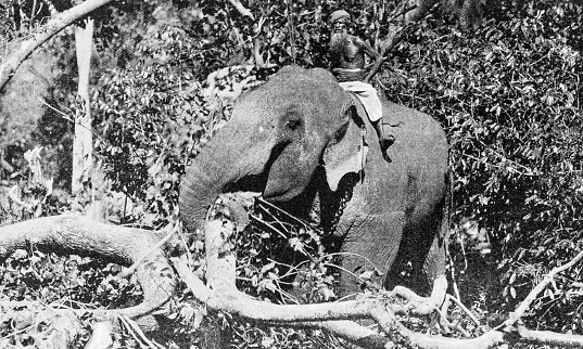 People and landmarks of India in 1895: elephant Working, Ceylon