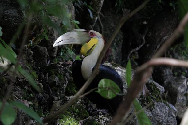 Indonesia, Aceh, Aceh Besar, Rhyticeros undulatus Indonesia, Aceh, Aceh Besar, Rhyticeros undulatus perching on a tree in the forest. wreathed hornbill stock pictures, royalty-free photos & images