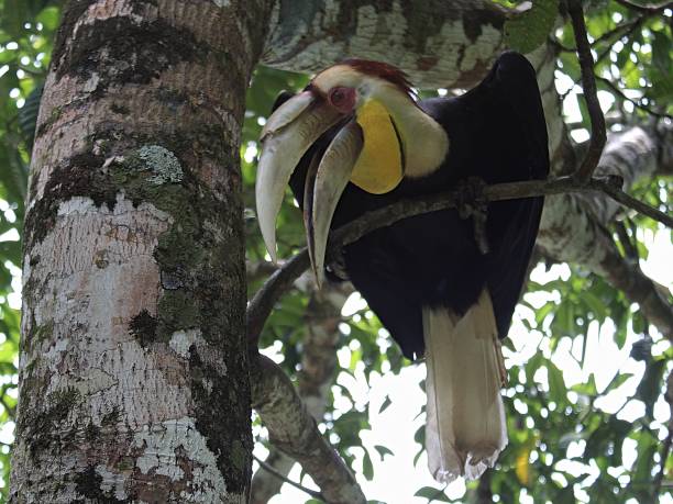 Indonesia, Aceh, Aceh Besar, Rhyticeros undulatus Indonesia, Aceh, Aceh Besar, Rhyticeros undulatus perching on a tree in the forest. wreathed hornbill stock pictures, royalty-free photos & images