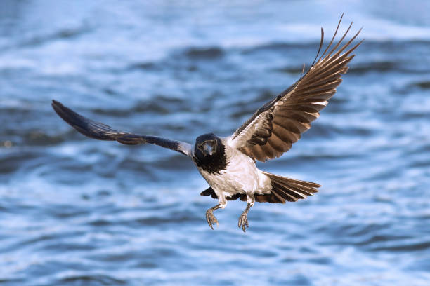 hooded crow in flight over blue river (Corvus cornix)