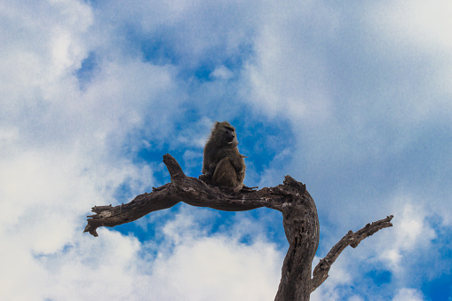 Olive baboon (Papio anubis), also called the Anubis baboon, sitting on a dried tree in Serengeti National Park in Tanzania