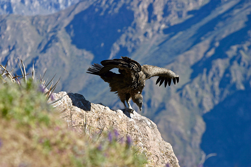 Colca Canyon, Arequipa Region, Peru.  May 18th 2006.  A young Andean Condor spreads its wings at the  Mirador Cruz del Condor viewpoint in Colca Canyon, Peru.