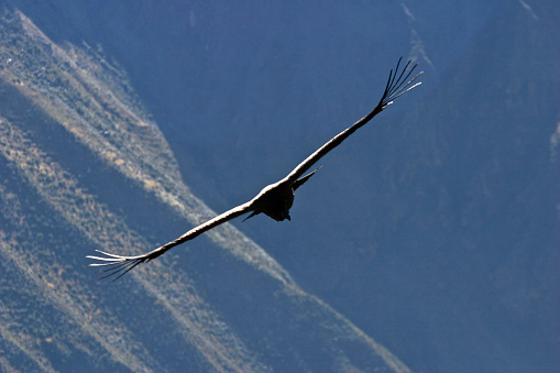 Colca Canyon, Arequipa Region, Peru.  May 18th 2006.  An Andean Condor flying past the  Mirador Cruz del Condor viewpoint in Colca Canyon, Peru.
