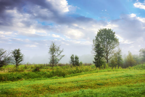rural landscape with deciduous trees and grassy field. distant forest beneath a cloudy sky. foggy morning weather