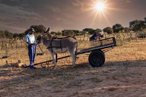 african village view ,farmer in the yard  harnessing the donkeys to pull the cart and go in the fields