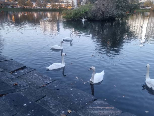 istock The white big swan 1960557318