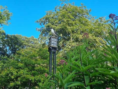 The beantiful bird standing on the city park lamp