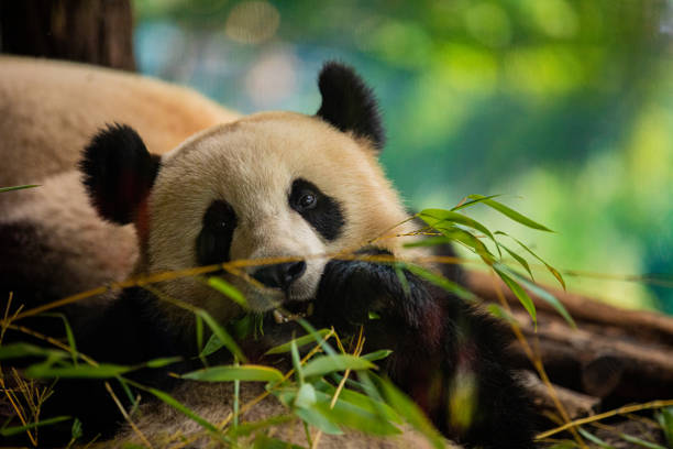 istock Side view of panda bear eating next to tree 1960561619