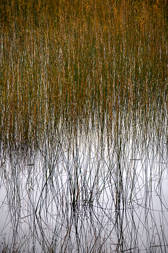 Common reed (phragmites australis) reflected in water, for backgrounds or textures