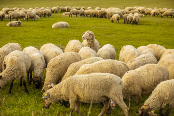 istock Sheeps in a meadow on green grass 1960572197