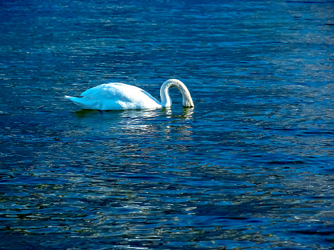 Two swans in line with heads under the water searching for food in lake.