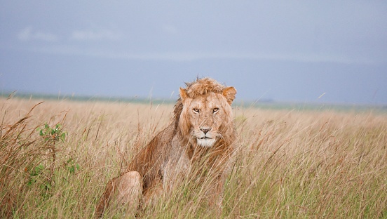 A large male lion staring directly into the camera, in the tall grass in the Masai Mara