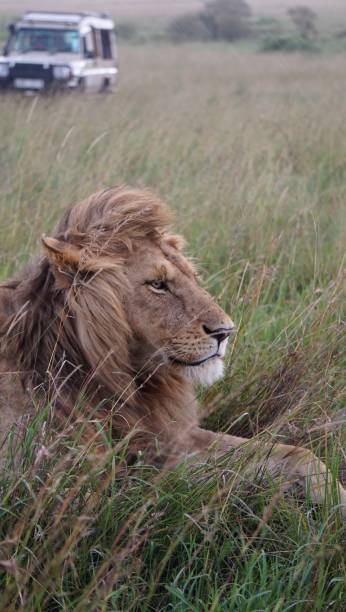 istock Male lion gaze 1960577141