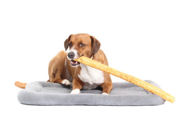 istock Happy dog chewing rawhide chew stick while lying on dog bed. 1960592252