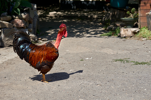 a chicken of a breed, the male of which is noted for its aggression