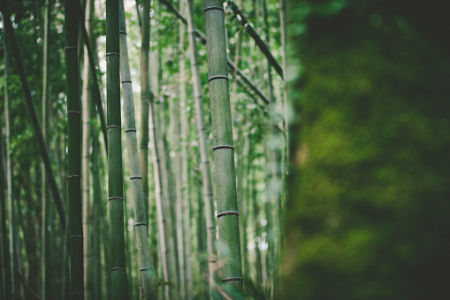 kyoto bamboo forest.