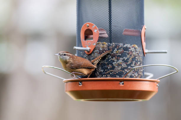 Carolina Wren (Thryothorus ludovicianus) at a bird feeder in the backyard.