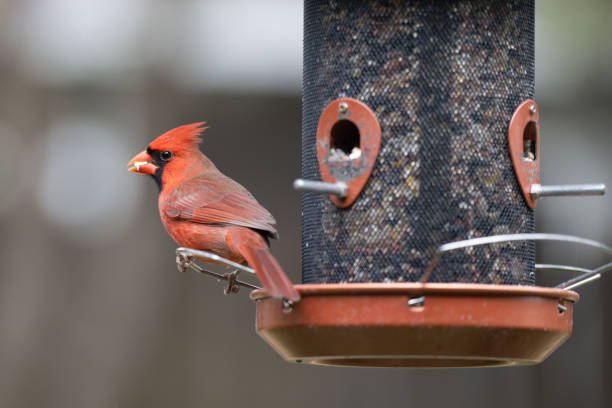 Group of small songbirds feeding at bird feeder. Winter white background.